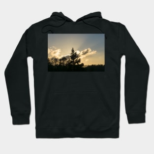 Backlit forest silhouette Hoodie